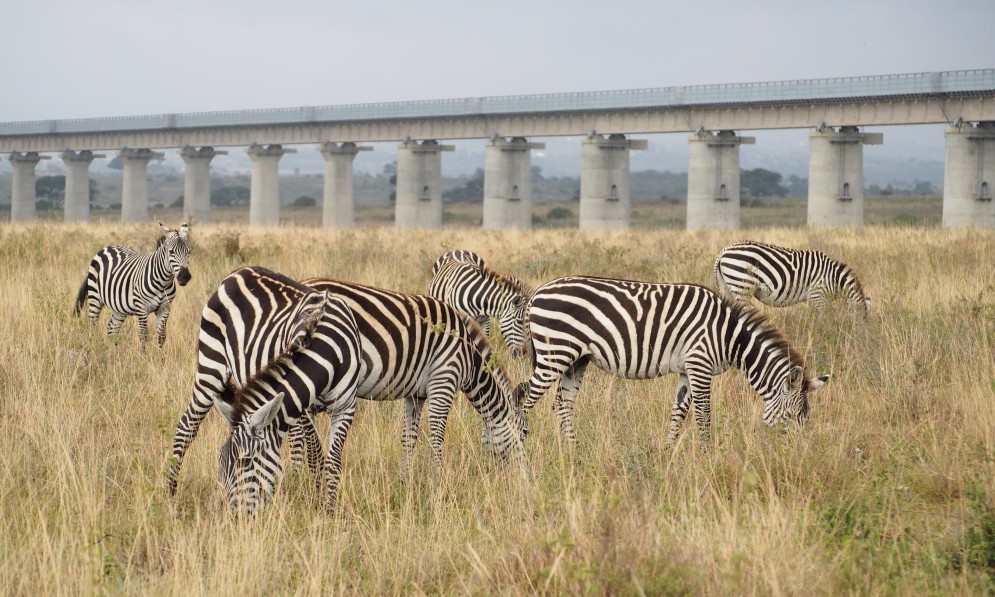 Zebras in Nairobi National Park. Image Chris Fitch