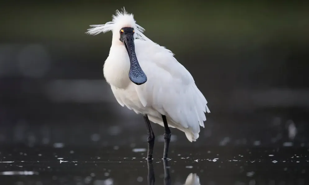 Royal spoonbill standing in knee deep water