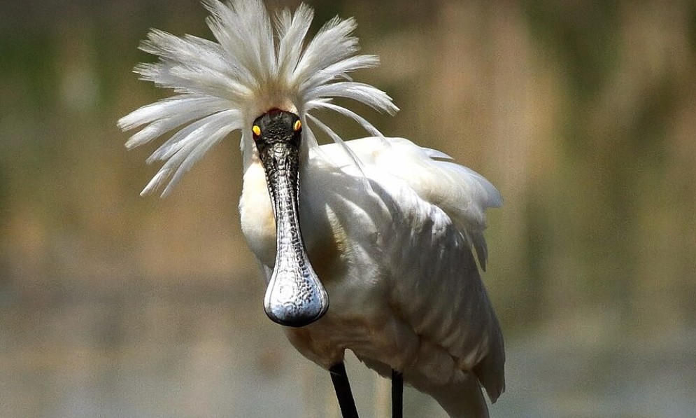 Royal Spoonbill with its crest raised like a mane around its head