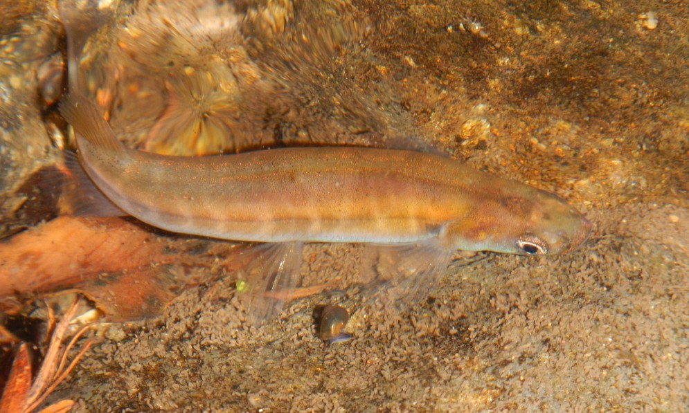 Banded kokopu fish swimming above a rock