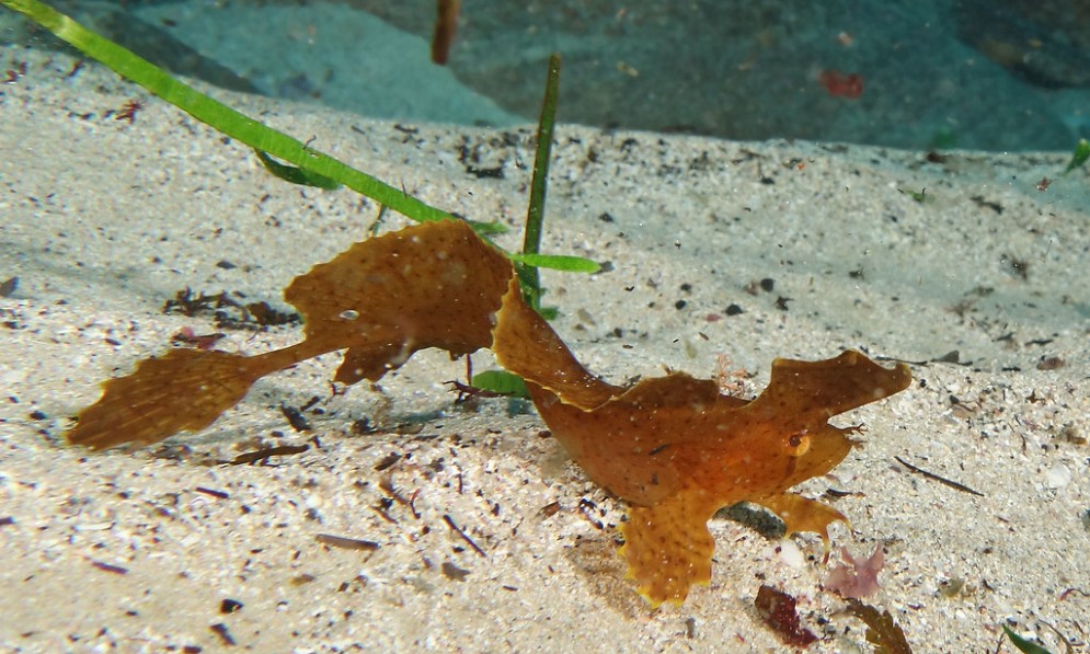 A fish that looks like brown seaweed crawls along the ocean floor 