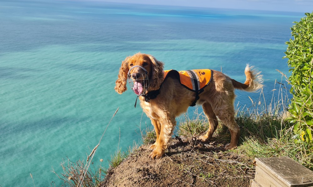 Tahi - Rodent detection dog
