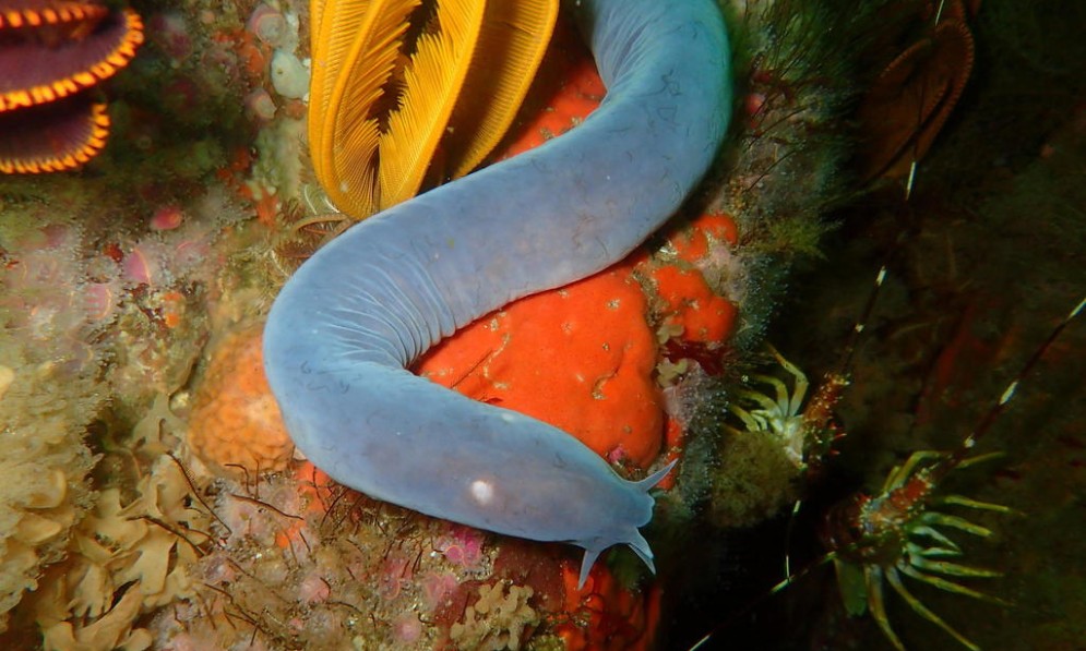 Slimy hagfish on red coral