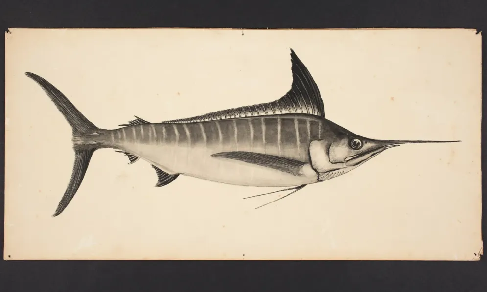 Archival picture of a striped marlin fish in sepia tone