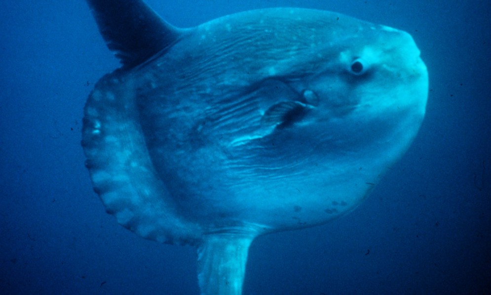 A spotted sunfish in the open ocean