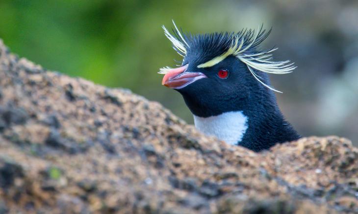 Sample penguin