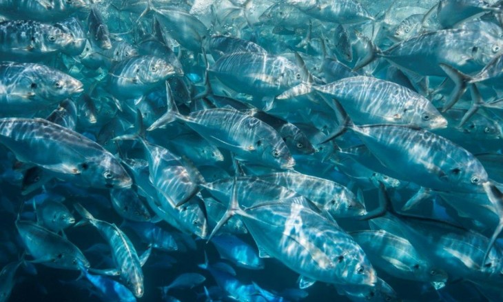 School of trevally