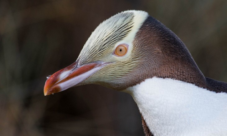 Yellow-eyed penguin