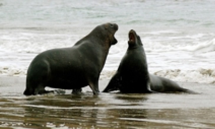 Sea lions in South Otago. Photo by Kat Clay