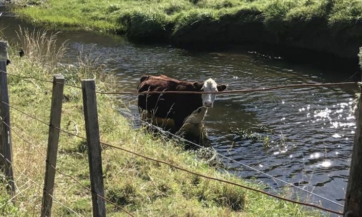 Cattle in creek