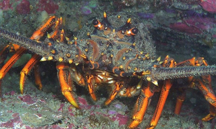 Crayfish, Hauraki Gulf