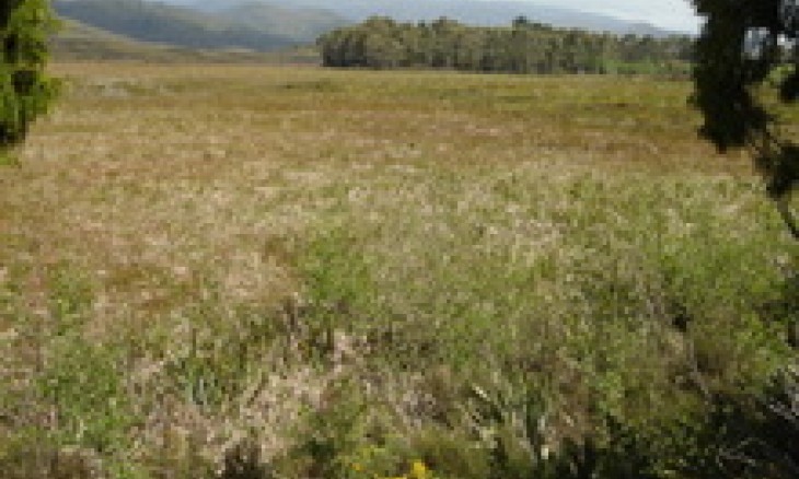 Mangarakau Wetland before