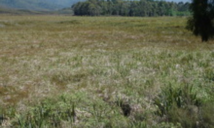 Mangarakau wetland after