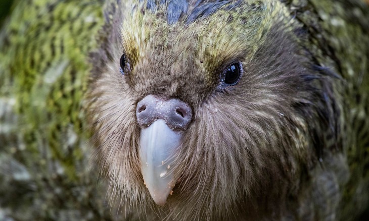 A juvenile kākāpō