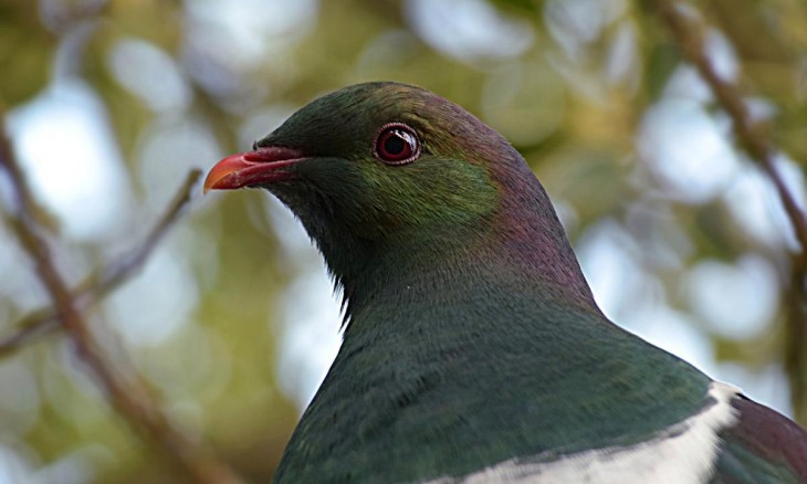 Kereru head