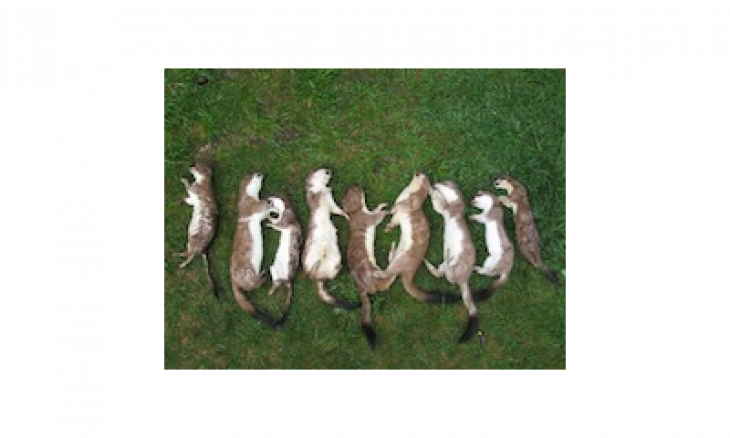 Stoats