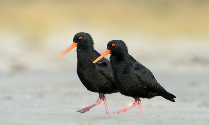 Oystercatcher