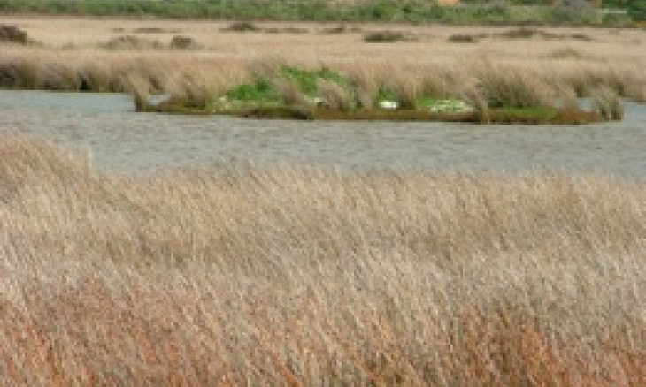 Pauatahanui Wetland