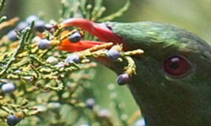 Kereru pigeon