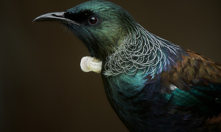 Tui by Craig Mckenzie