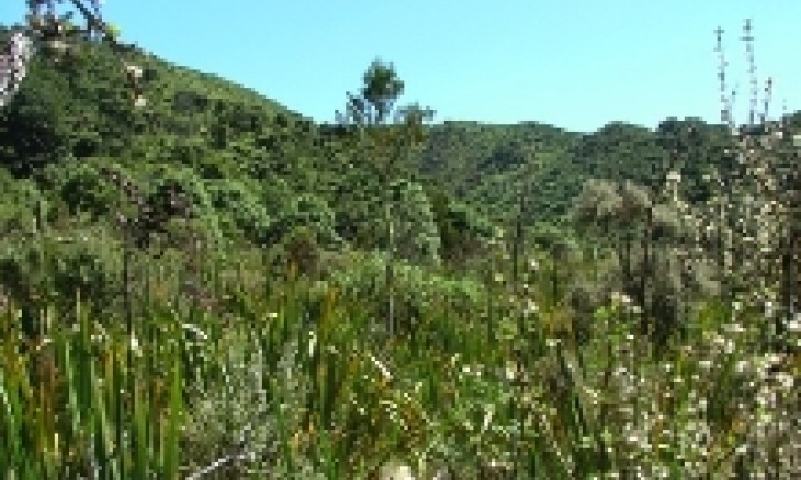 Waiu Wetlands, Wainuiomata