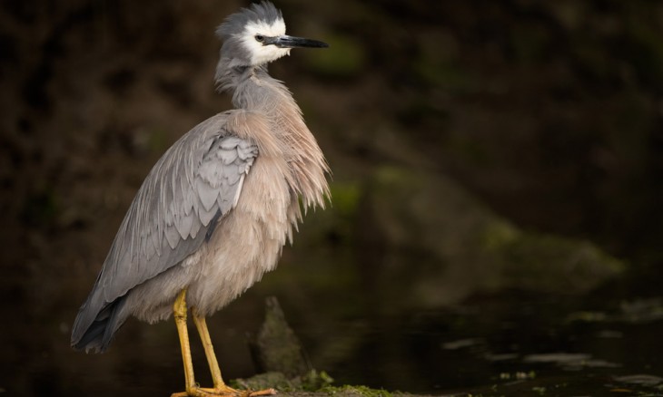 White faced Heron