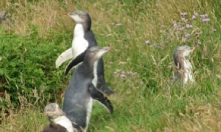 Yellow-eyed penguins