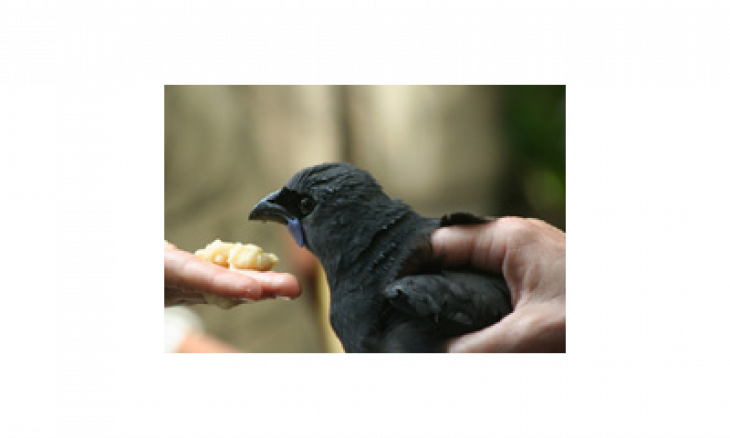 Kokako