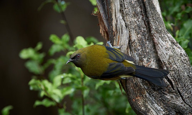 Bellbird