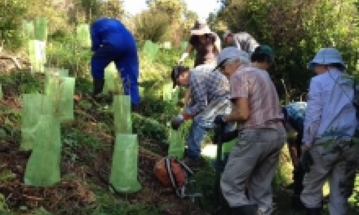 Mangarakau work
