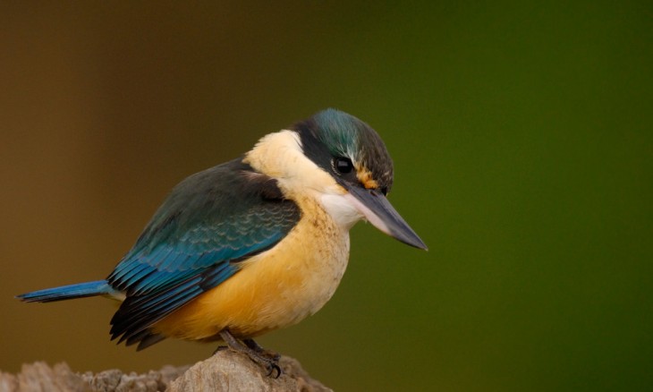 Kingfisher