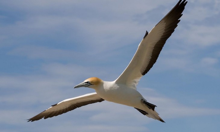 Australasian Gannet