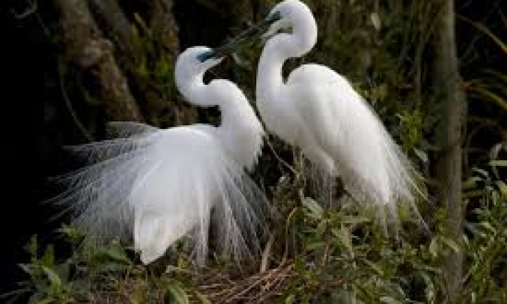 White Herons