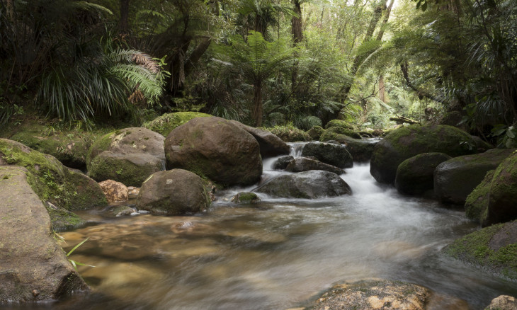 Aongatete Stream - Photo by Richard James (Forest & Bird Committee Chair)