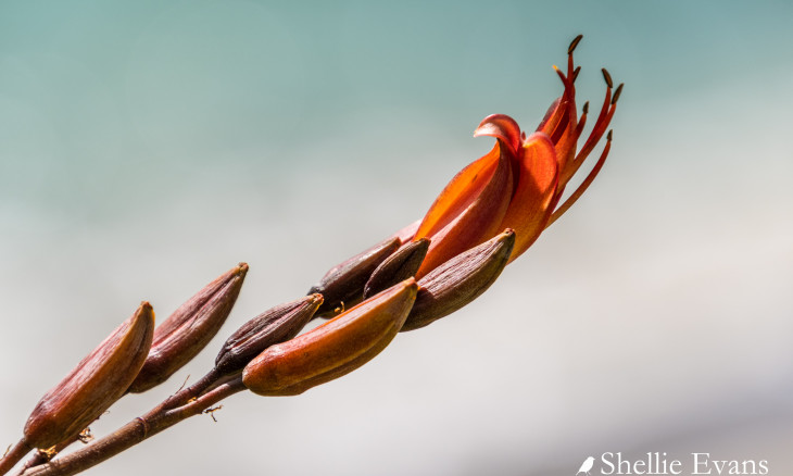 harakeke flower