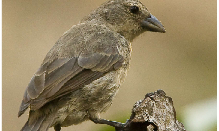 Galapagos Island Mangrove Finch