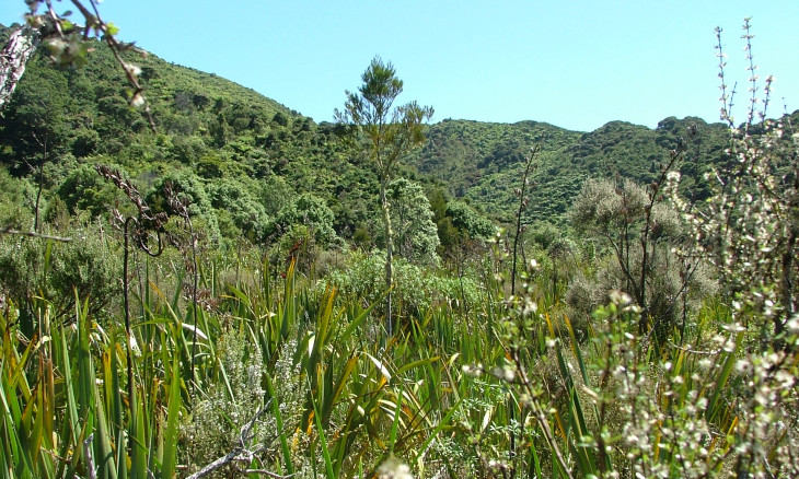 Mohaka wetland