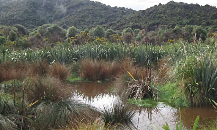 Waiu wetland