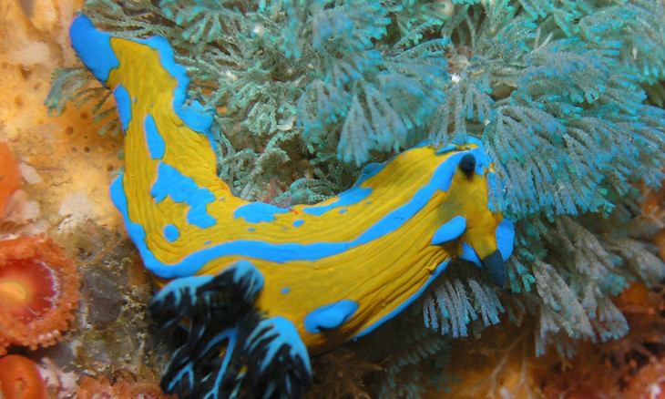 Verco's Nudibranch