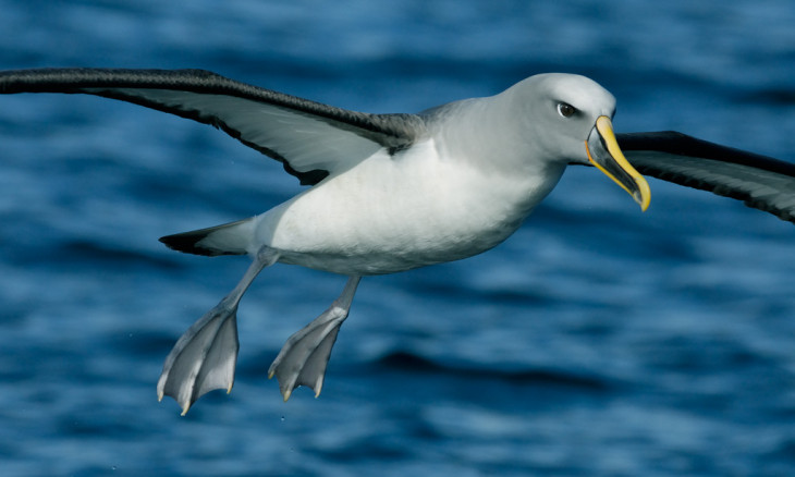 Buller's Albatross
