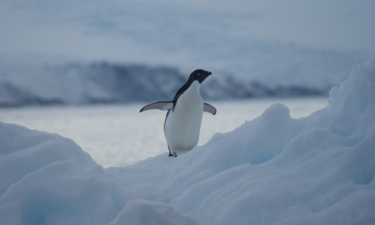 Adelie penguin in Antarctica