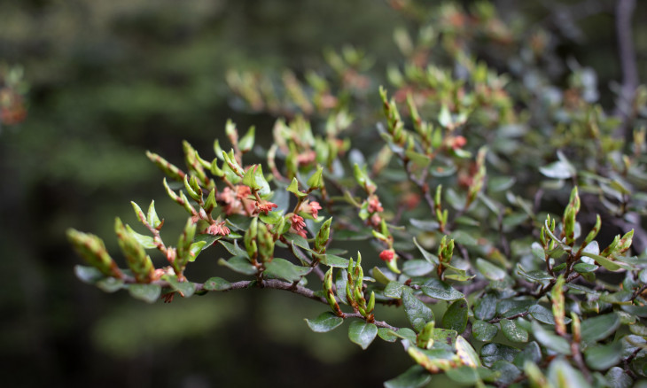 Beech flowering on the Routeburn Track