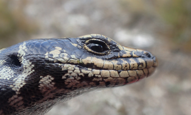 Close-up of an Otago Skink's face