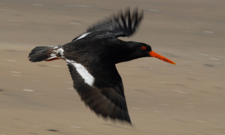 Oyster Catcher