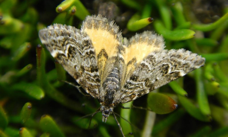 Avatar Moth sitting on some leaves