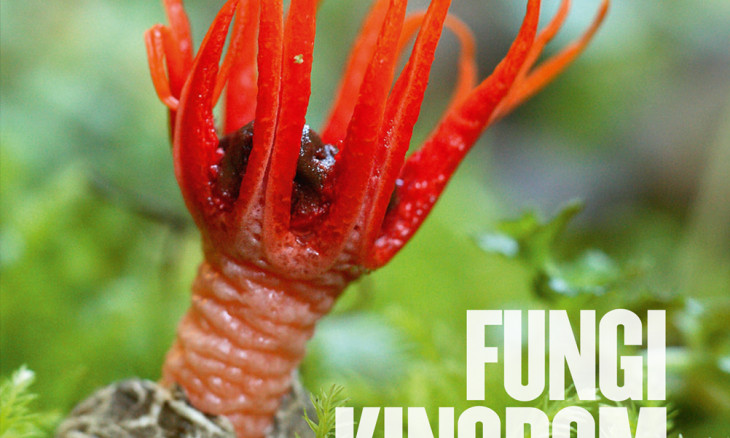 Forest & Bird magazine Spring 2019 cover