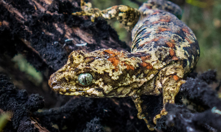 Gecko
