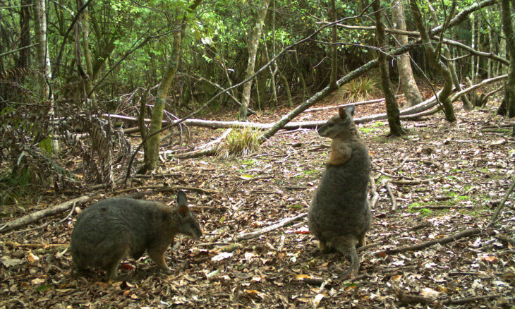 Wallabies caught on camera