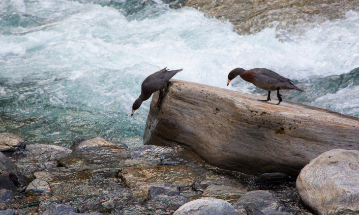 Whio (blue duck) on the Waitaha river