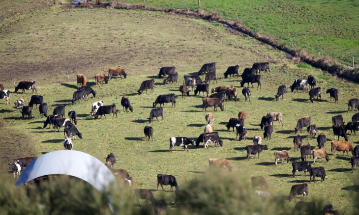 Dairy Cattle on a farm